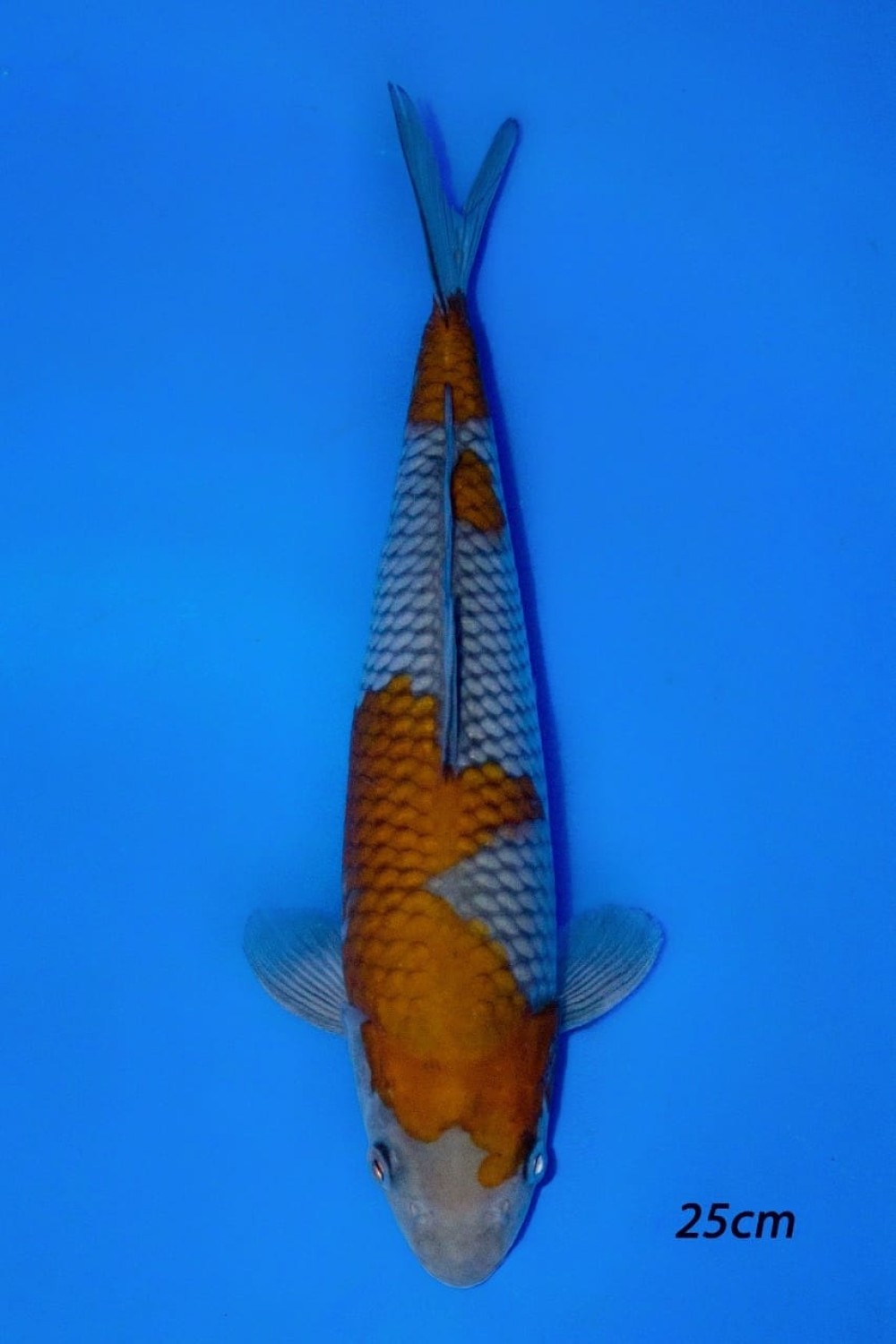 Juara 1
