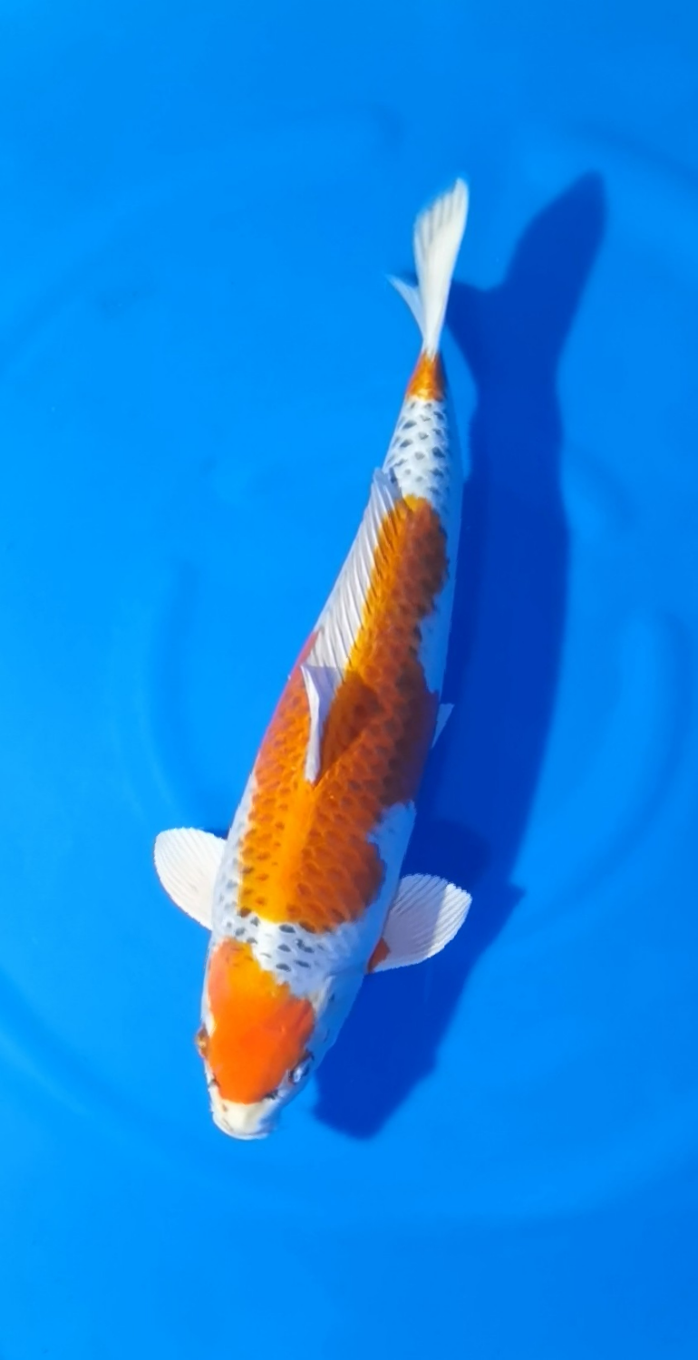 Juara 1