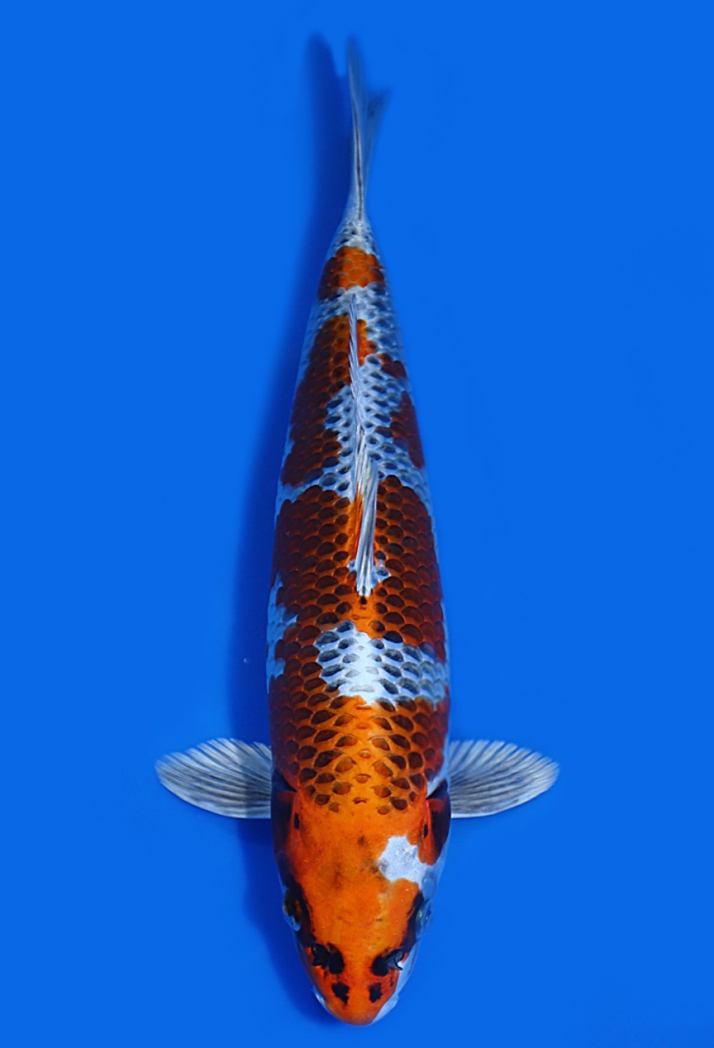 Juara 3