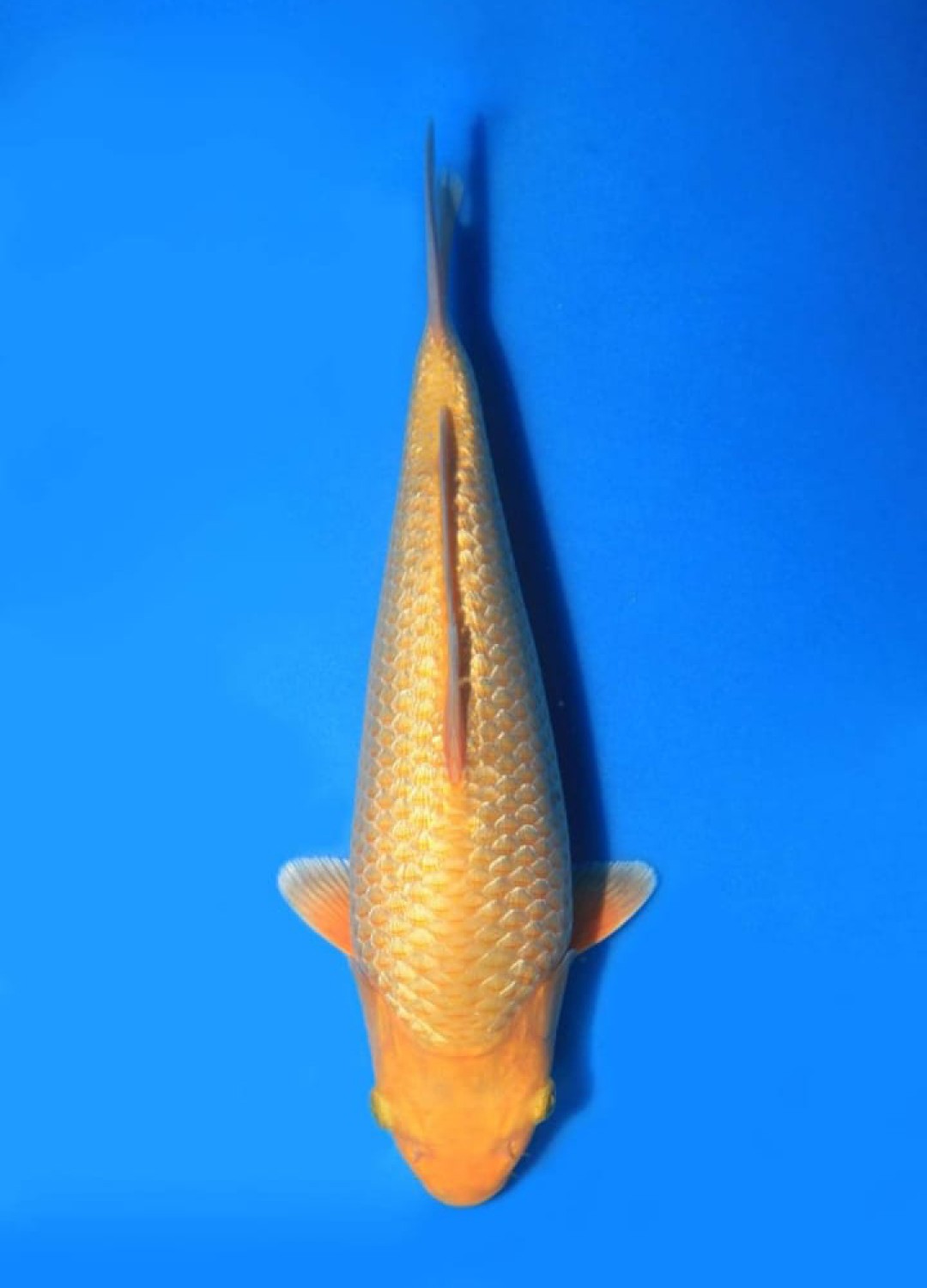 Juara 1