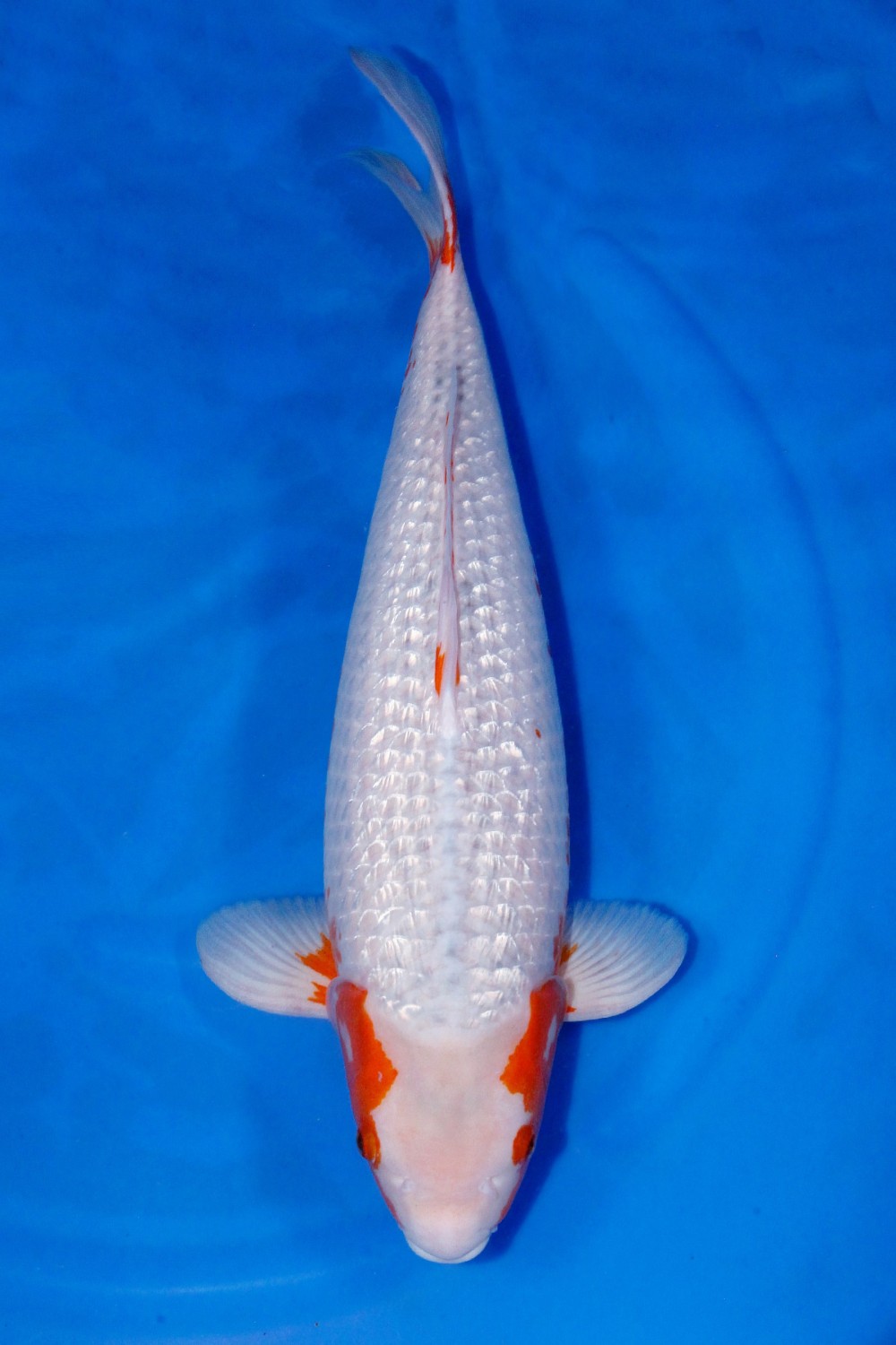 Juara 2