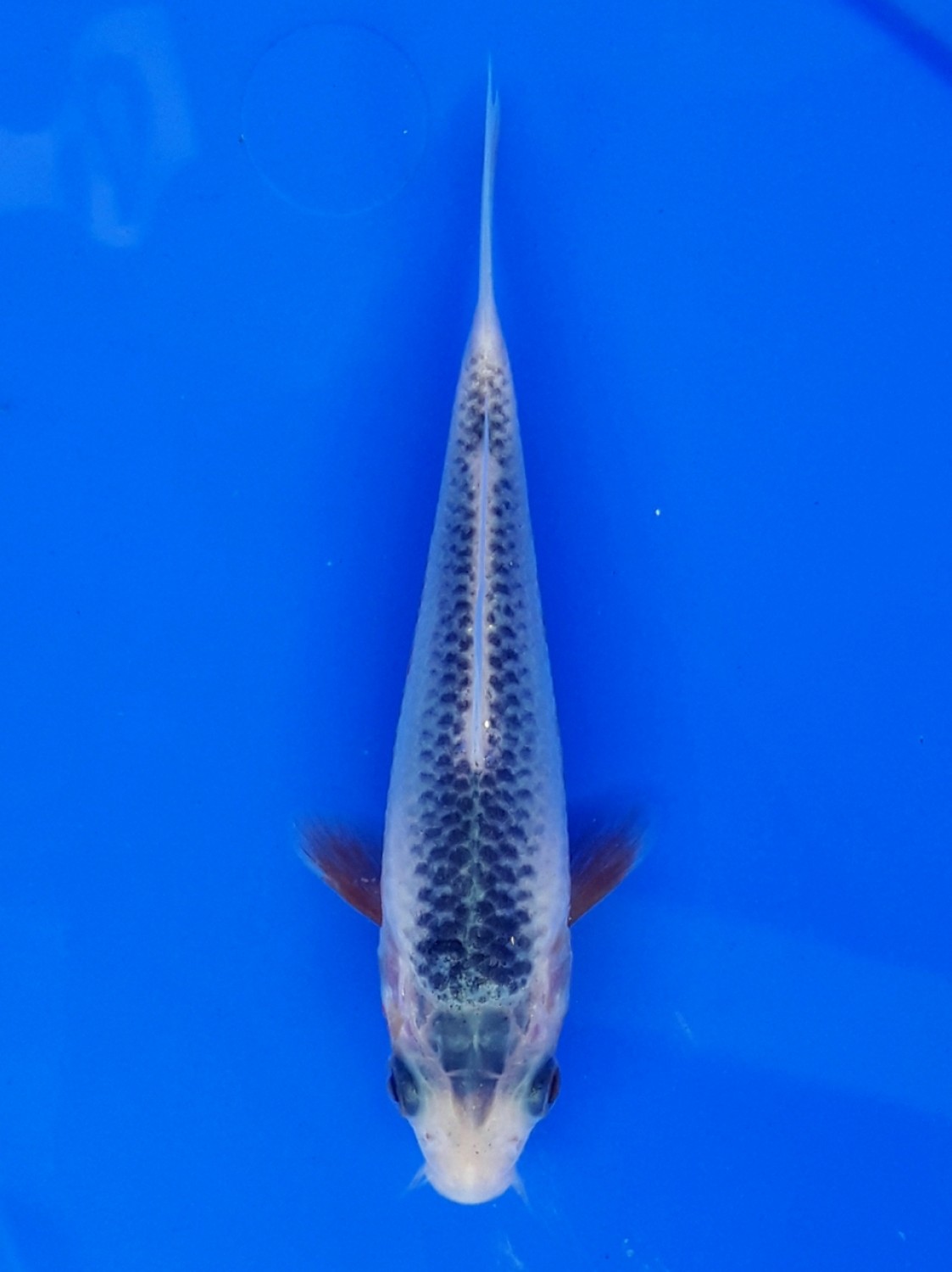 Juara 1