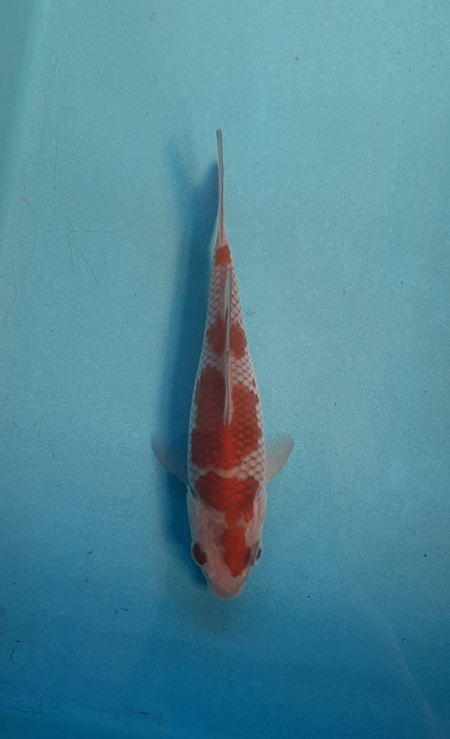 Juara 1