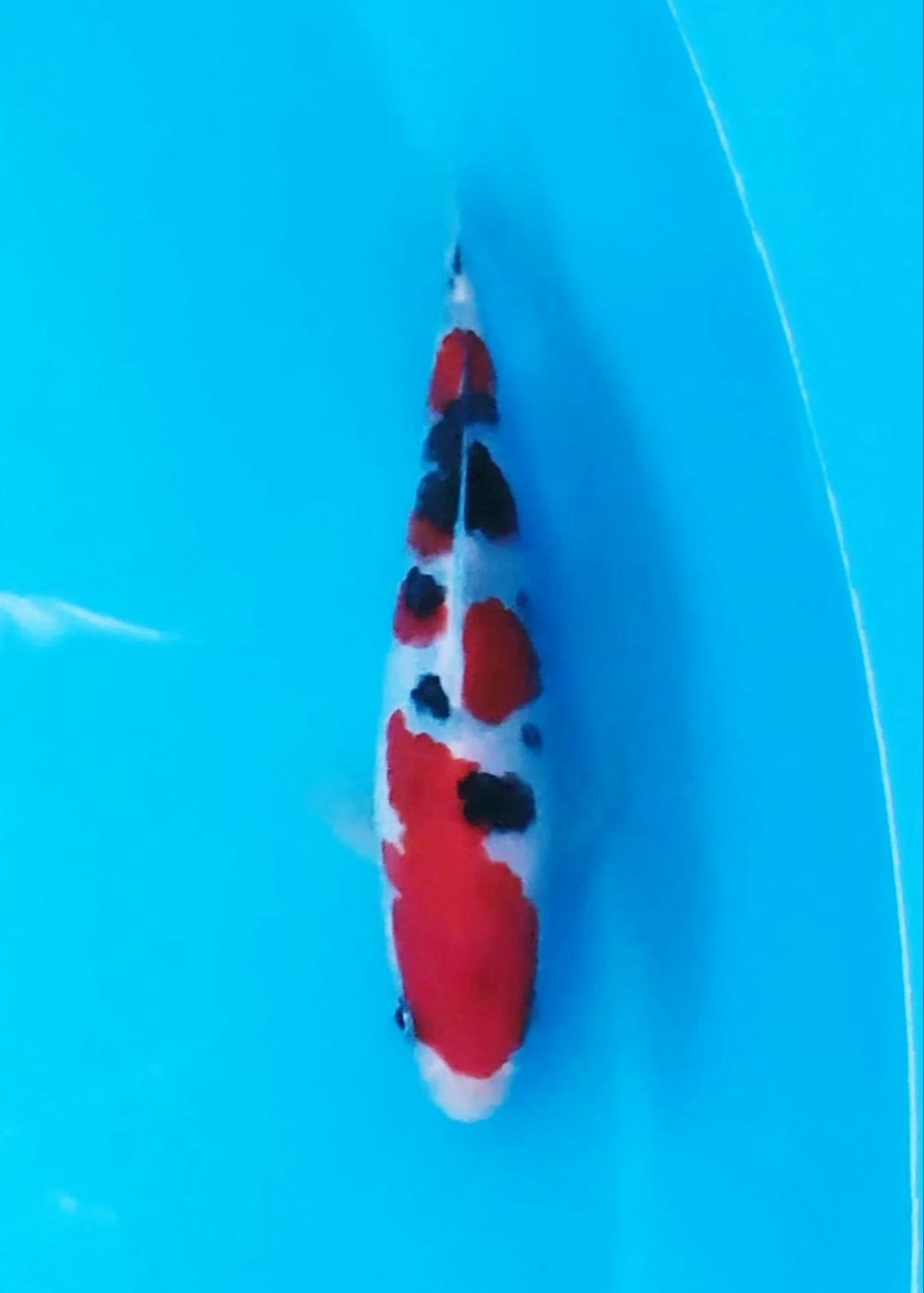 Best In Size A 13-15 Cm