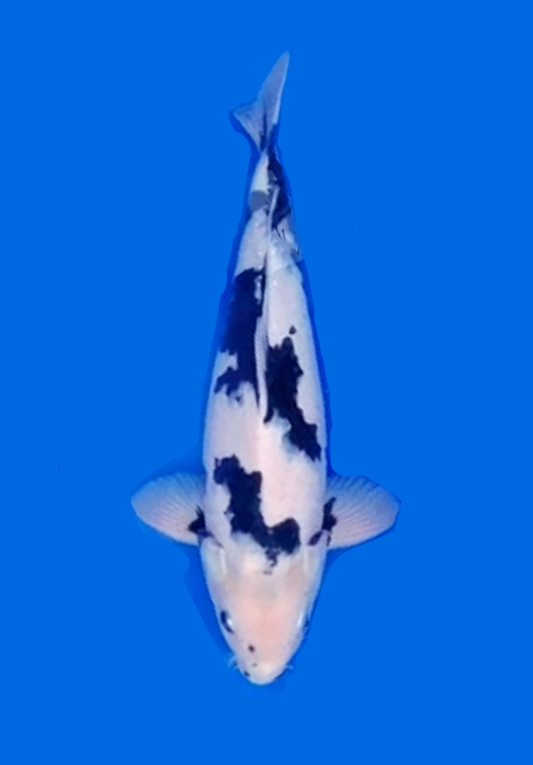 Juara 5