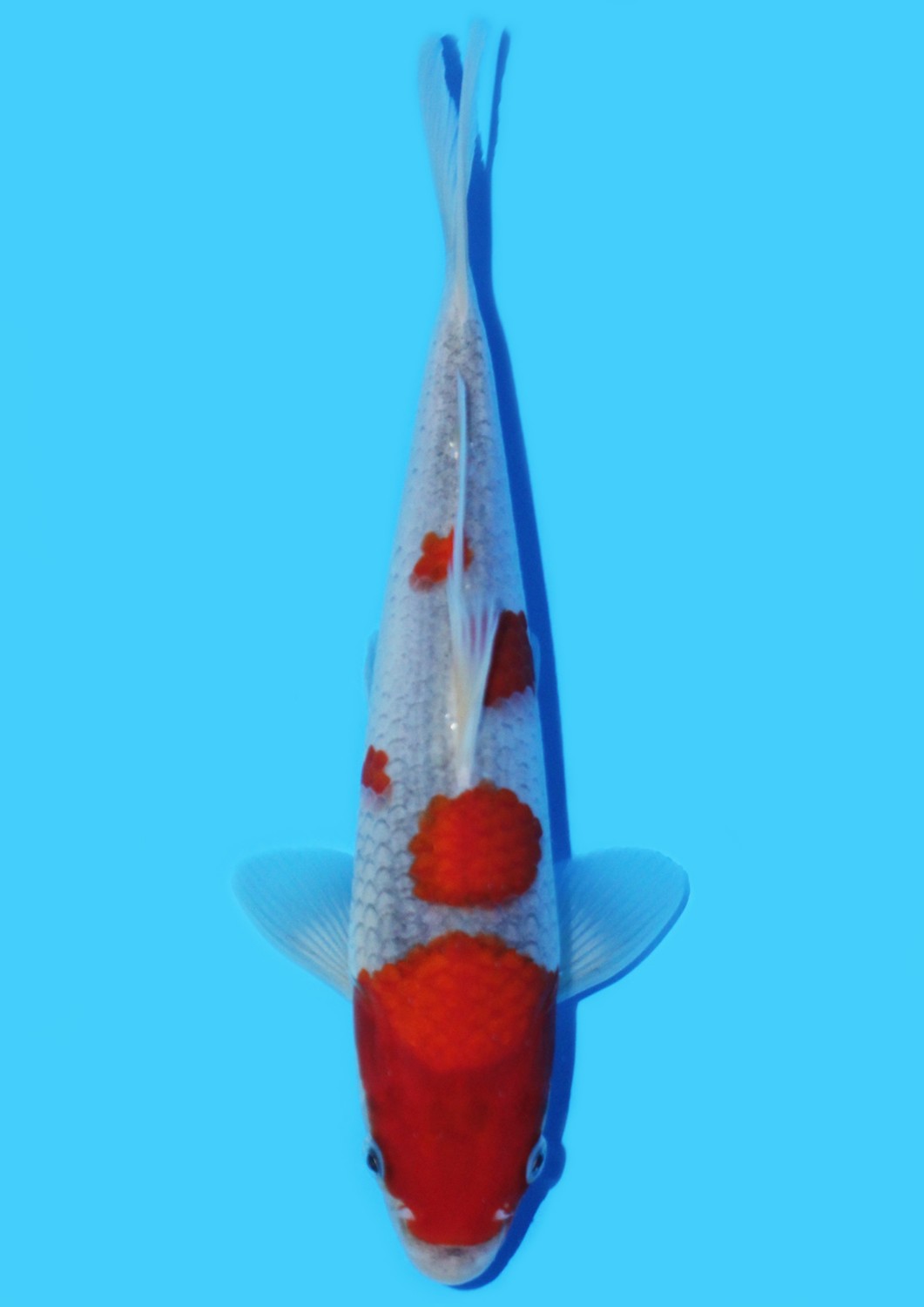 Juara 2