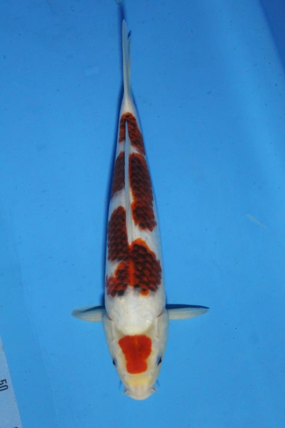 Juara 1