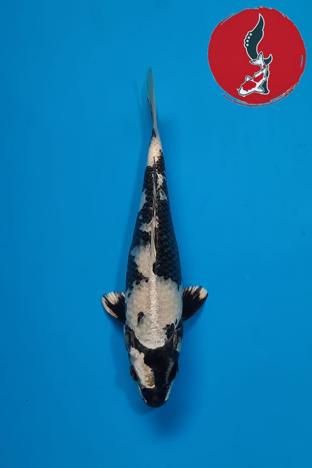 Juara 1