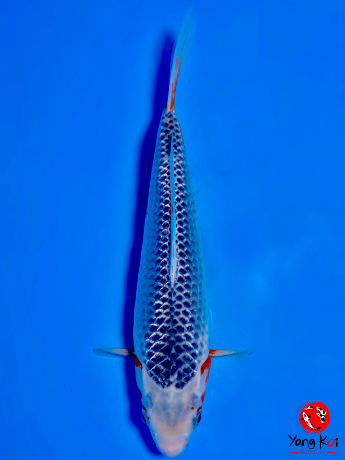 Juara 2