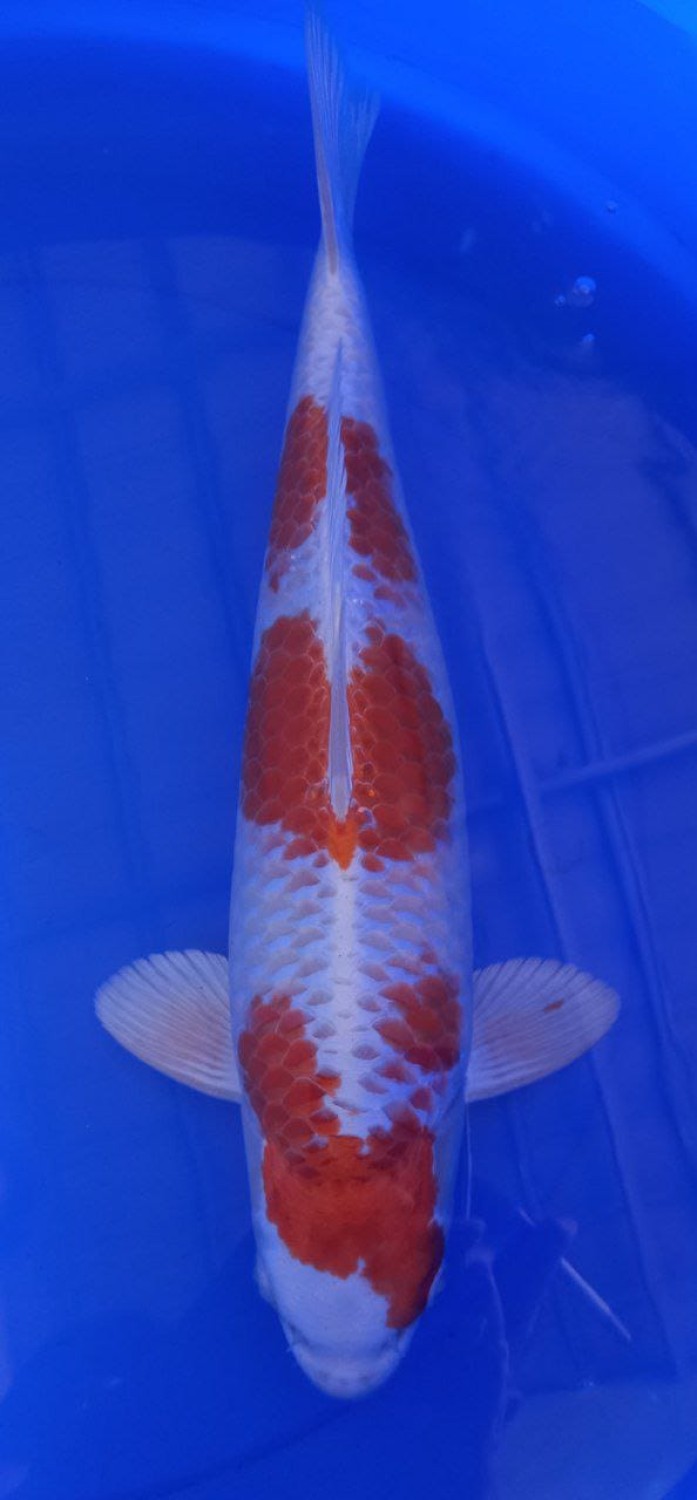Juara 2