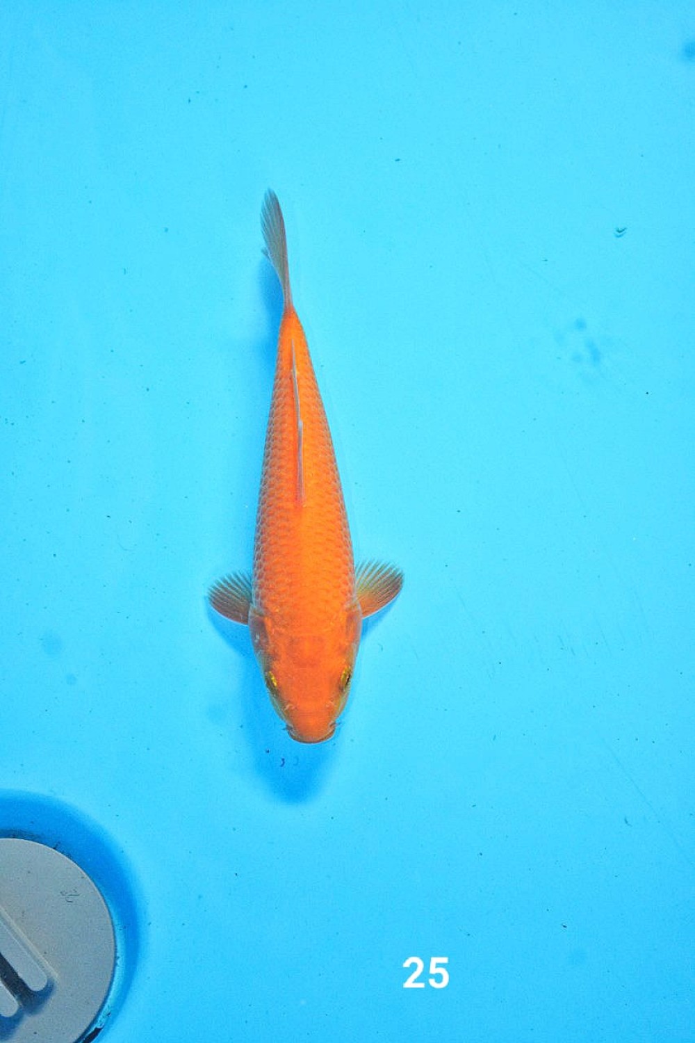 Juara 5