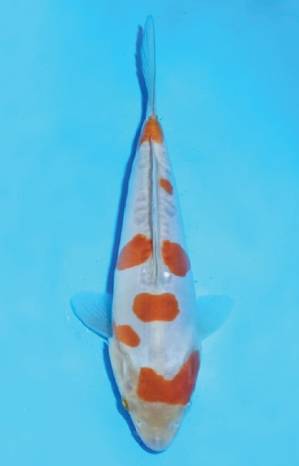 Juara 3