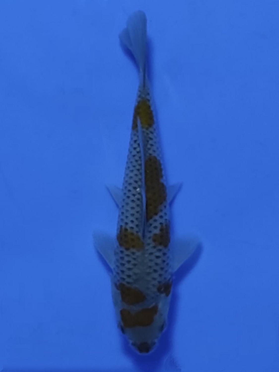 Juara 4