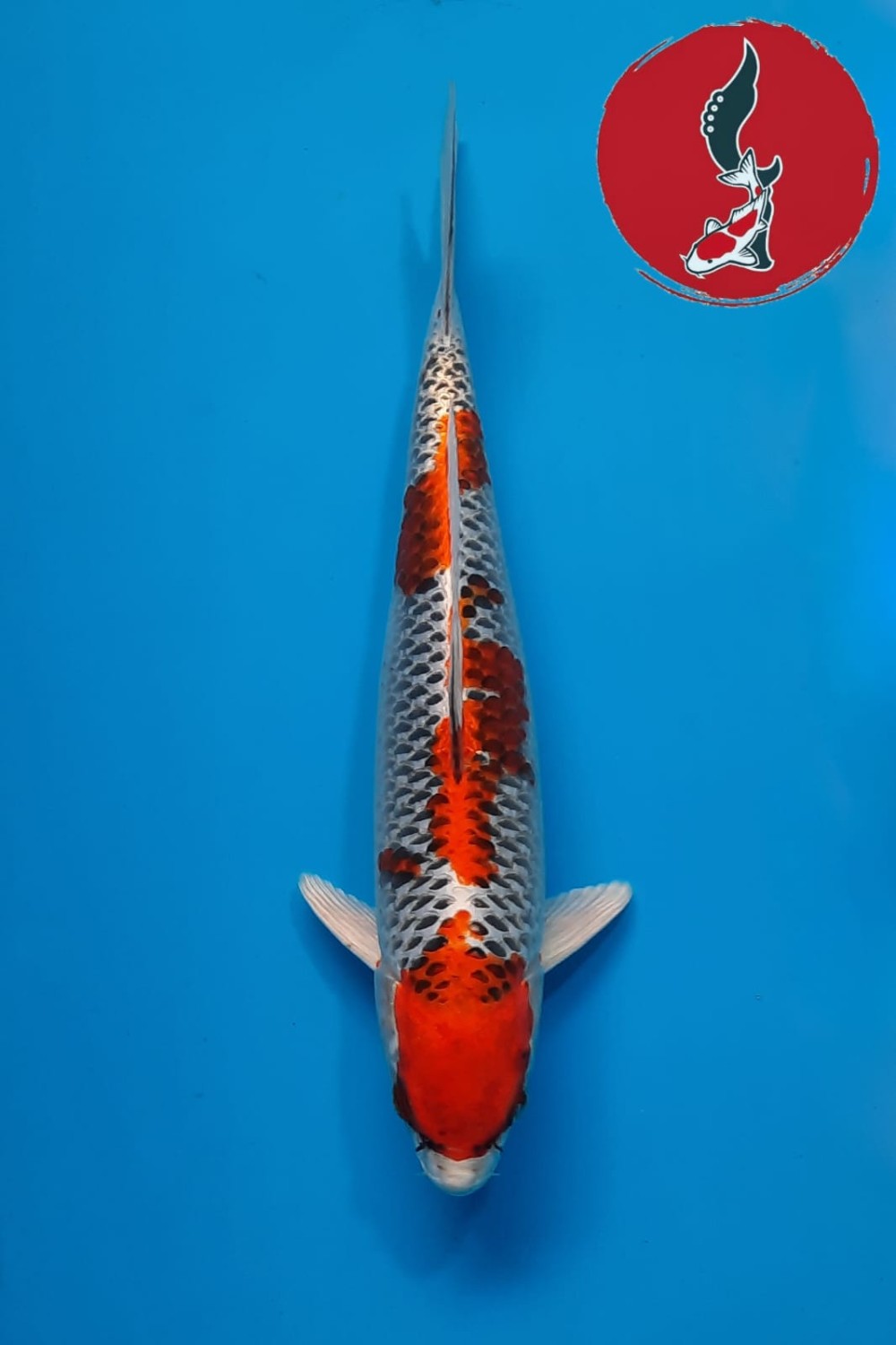 Juara 5