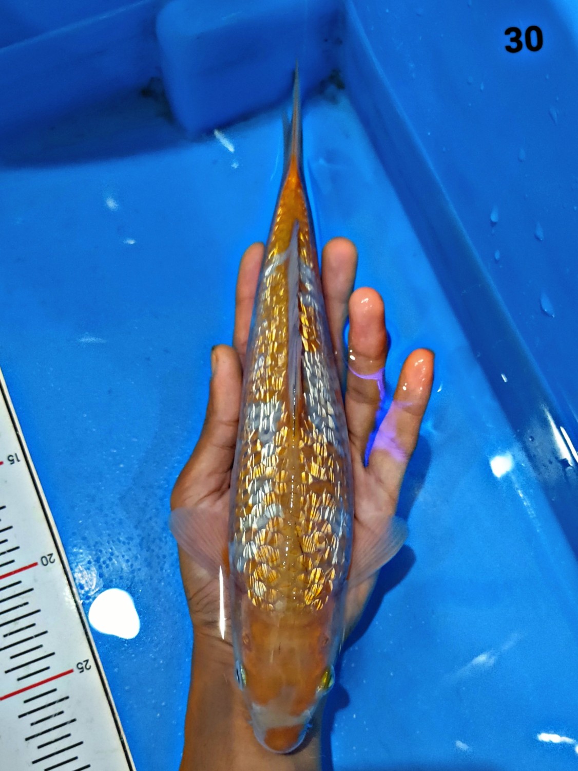 Juara 1