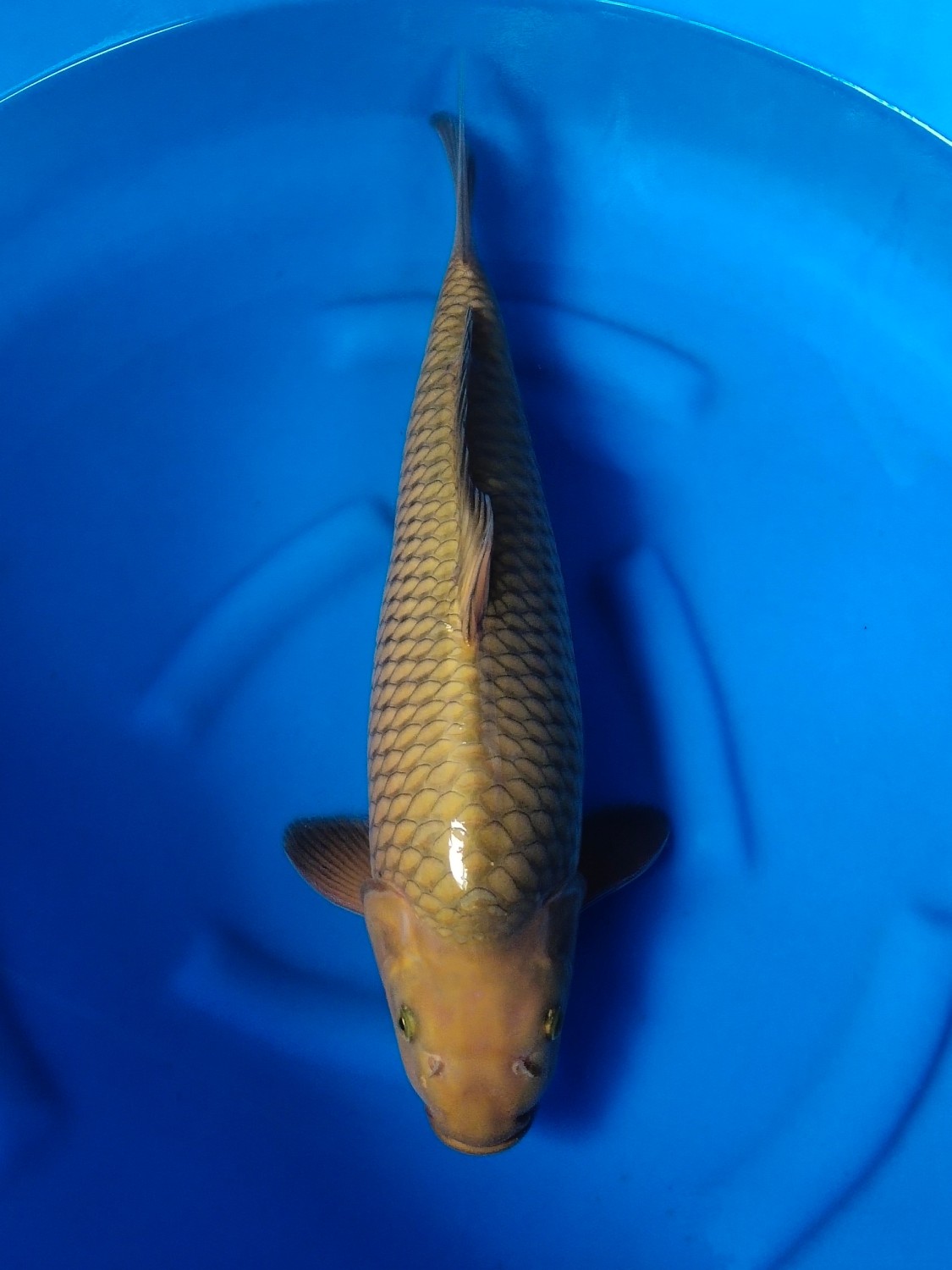 Juara 4