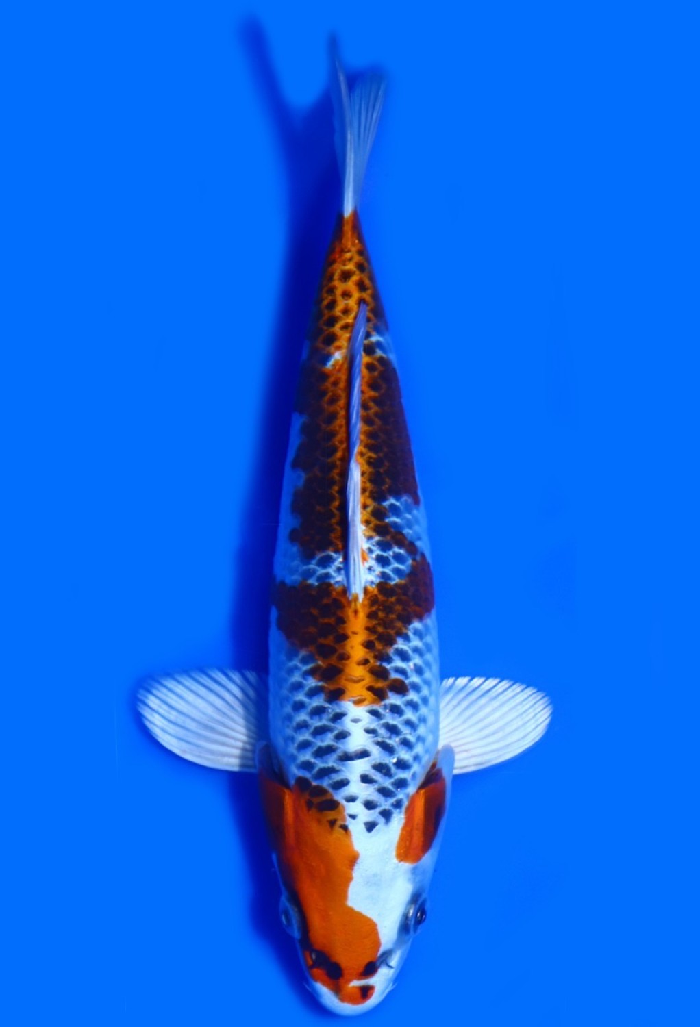 Juara 2
