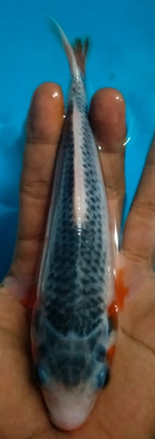 Juara 5