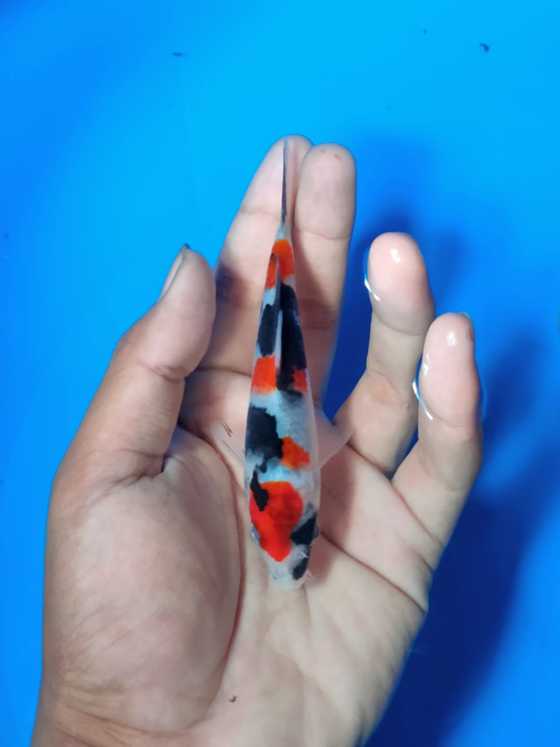 Juara 2