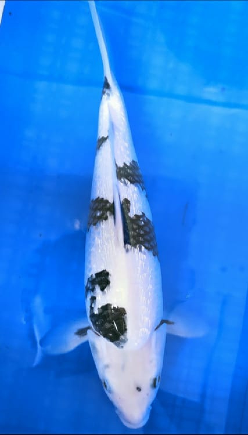 Juara 2