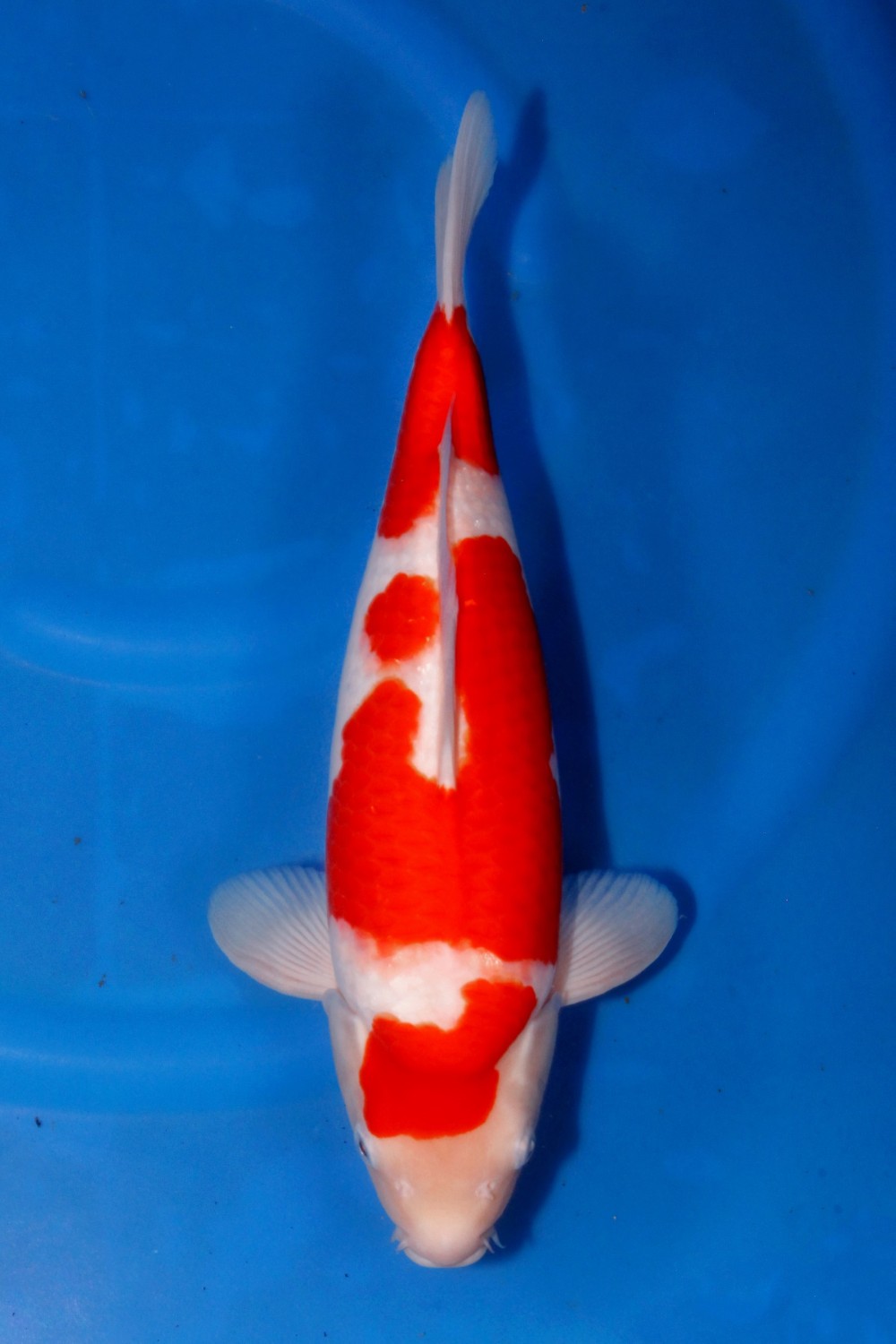 Juara 2