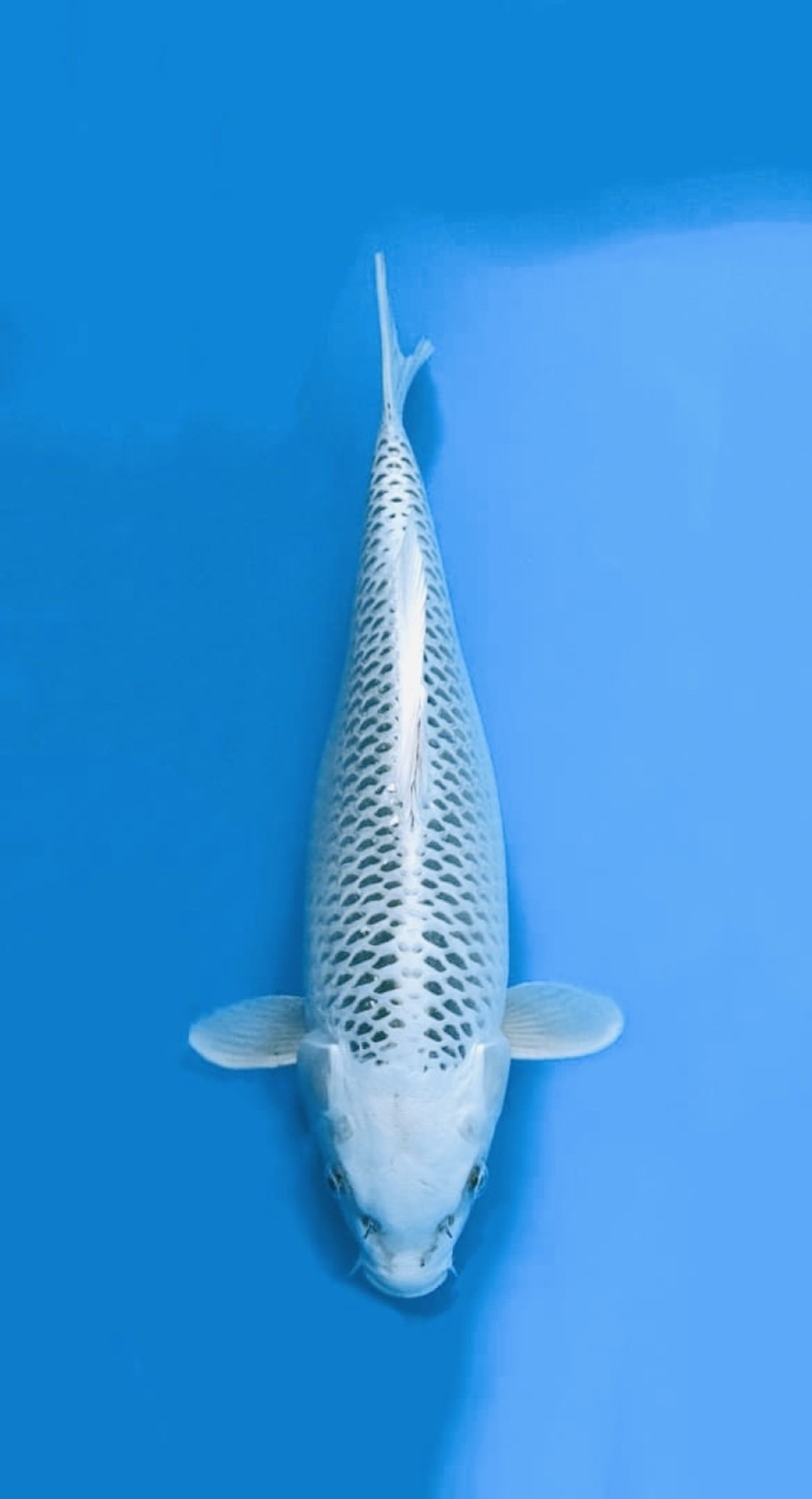 Juara 1