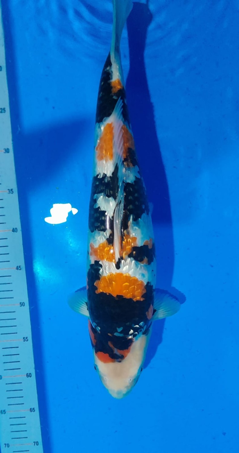 Juara 2