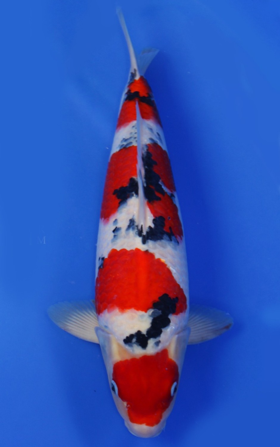 Juara 1