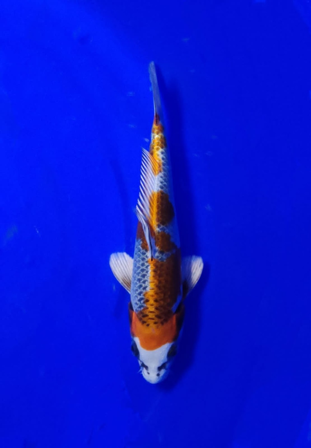Juara 1