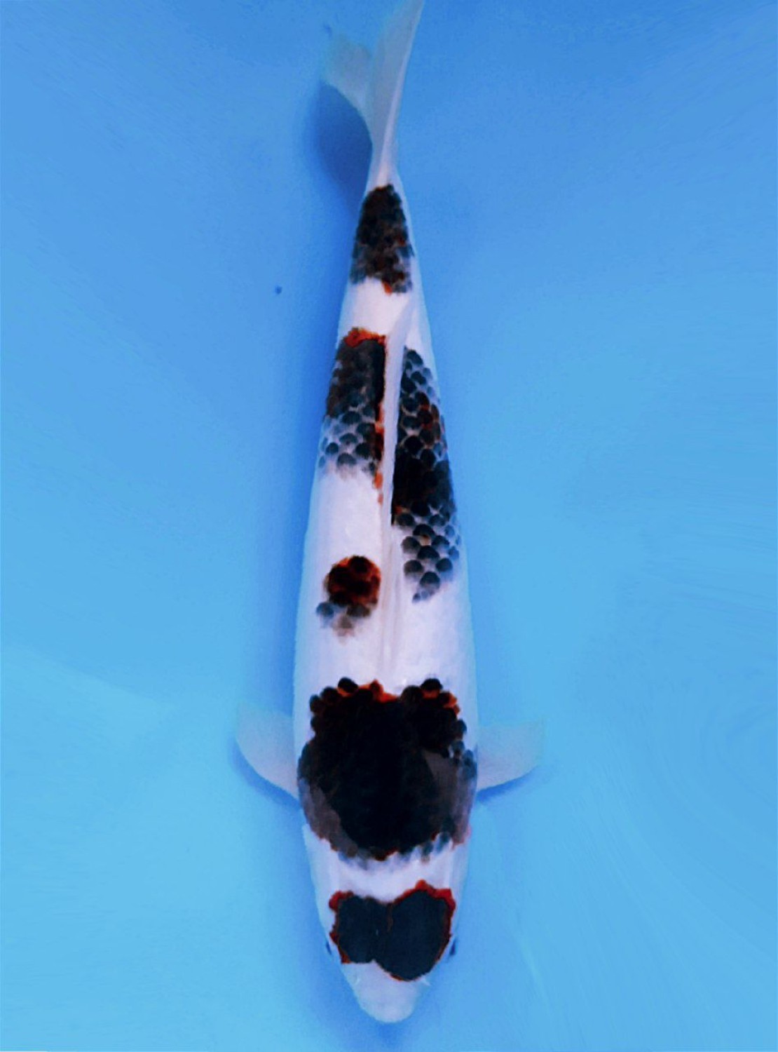 Juara 5