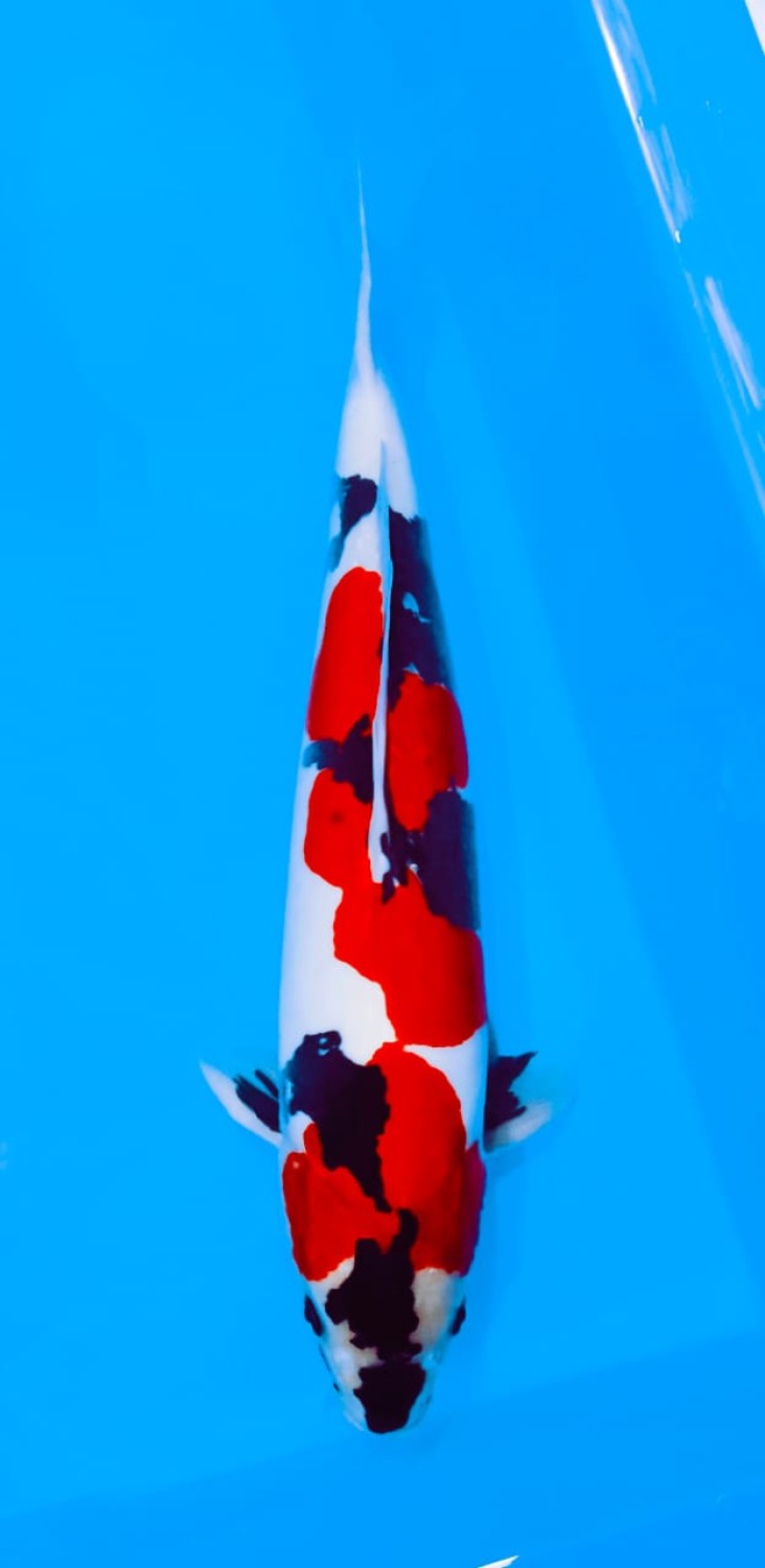 Juara 1