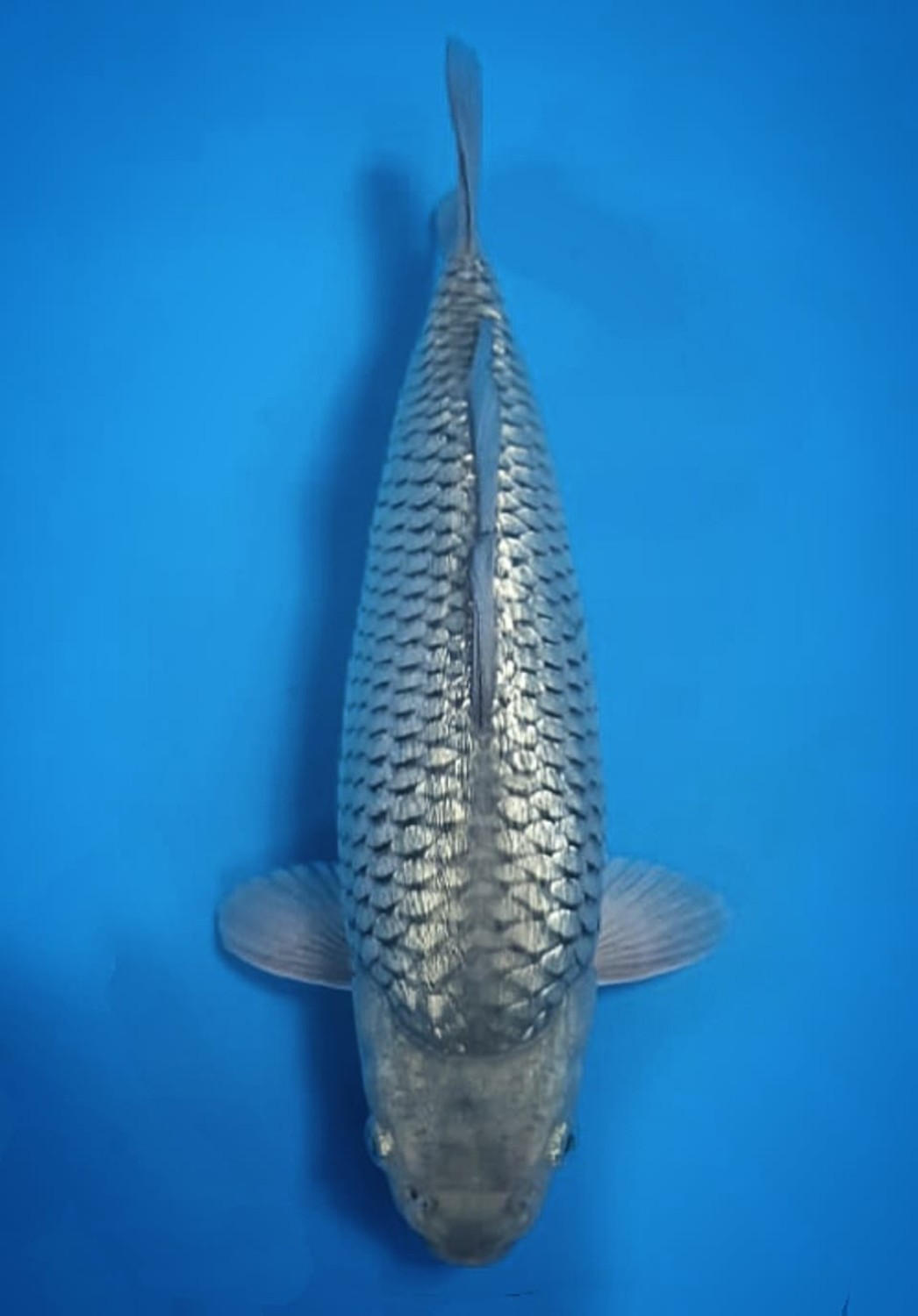 Juara 1