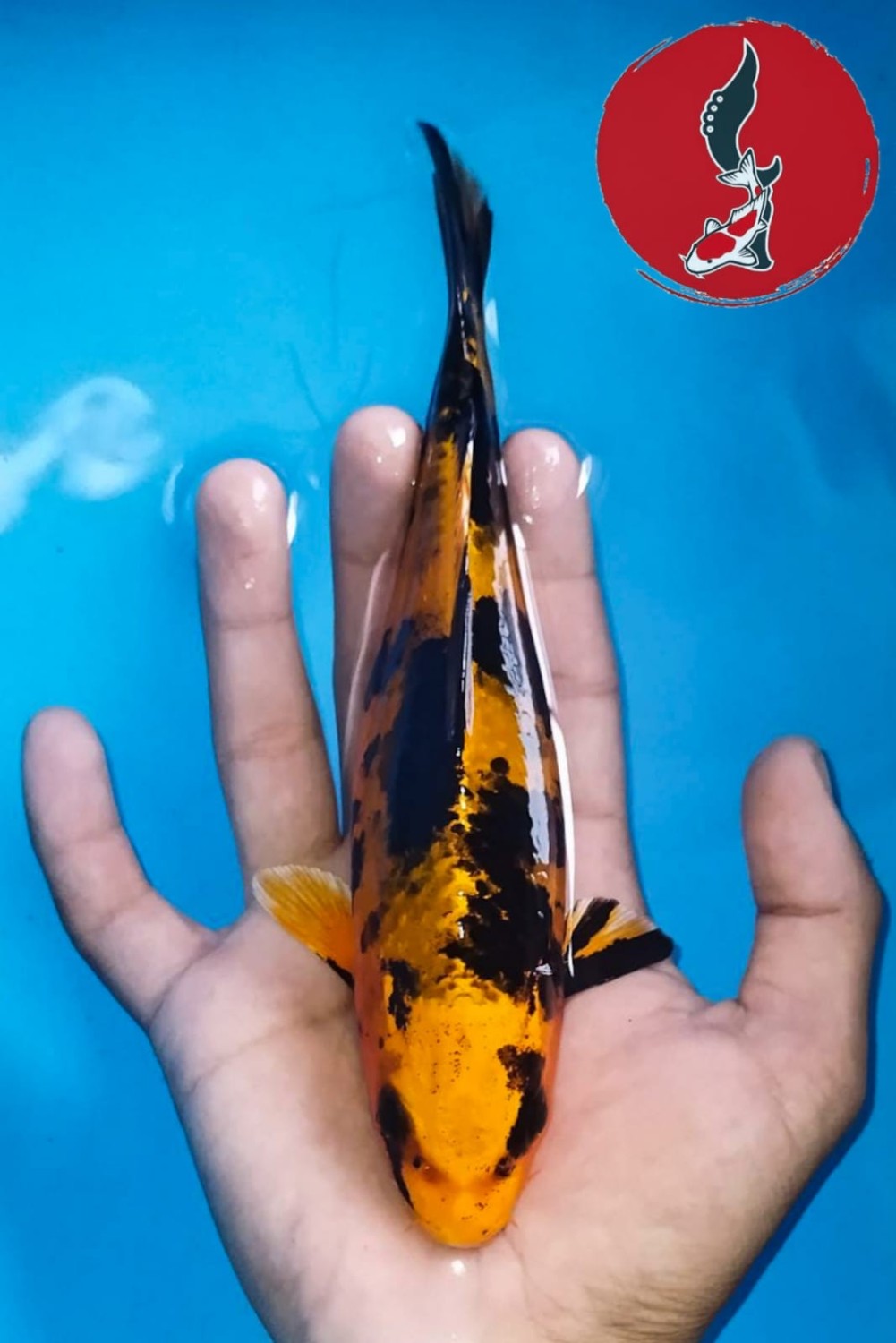 Juara 5