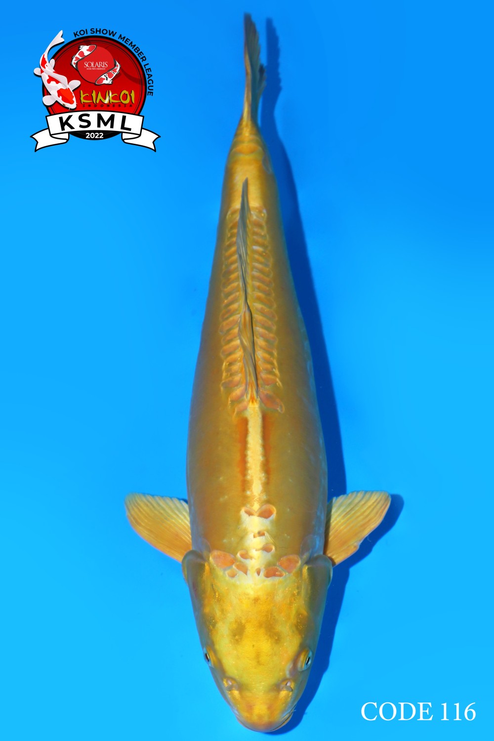 Juara 1