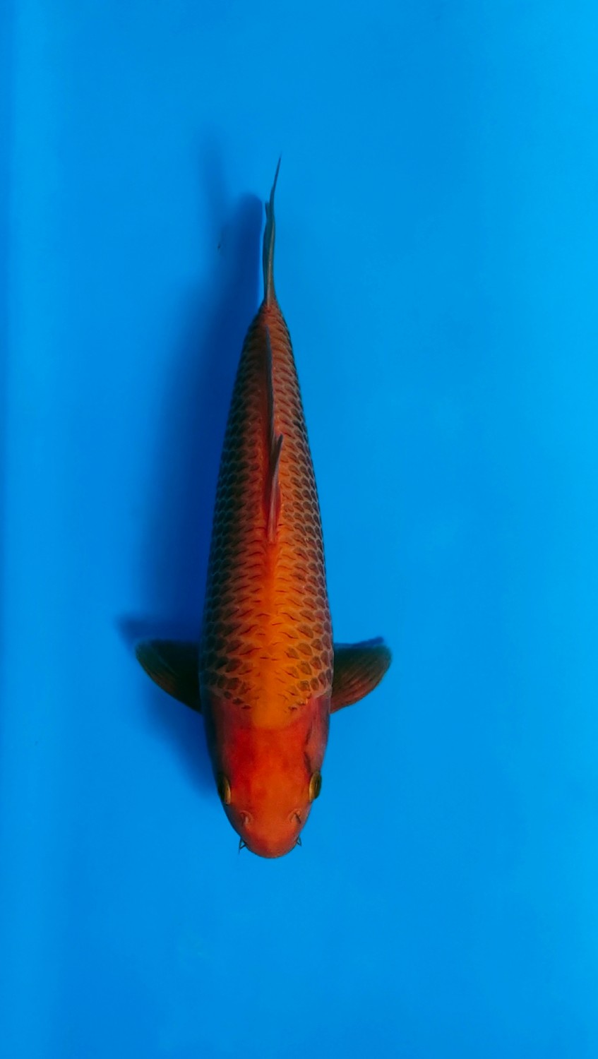 Juara 4