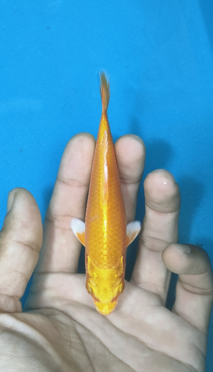 Juara 5