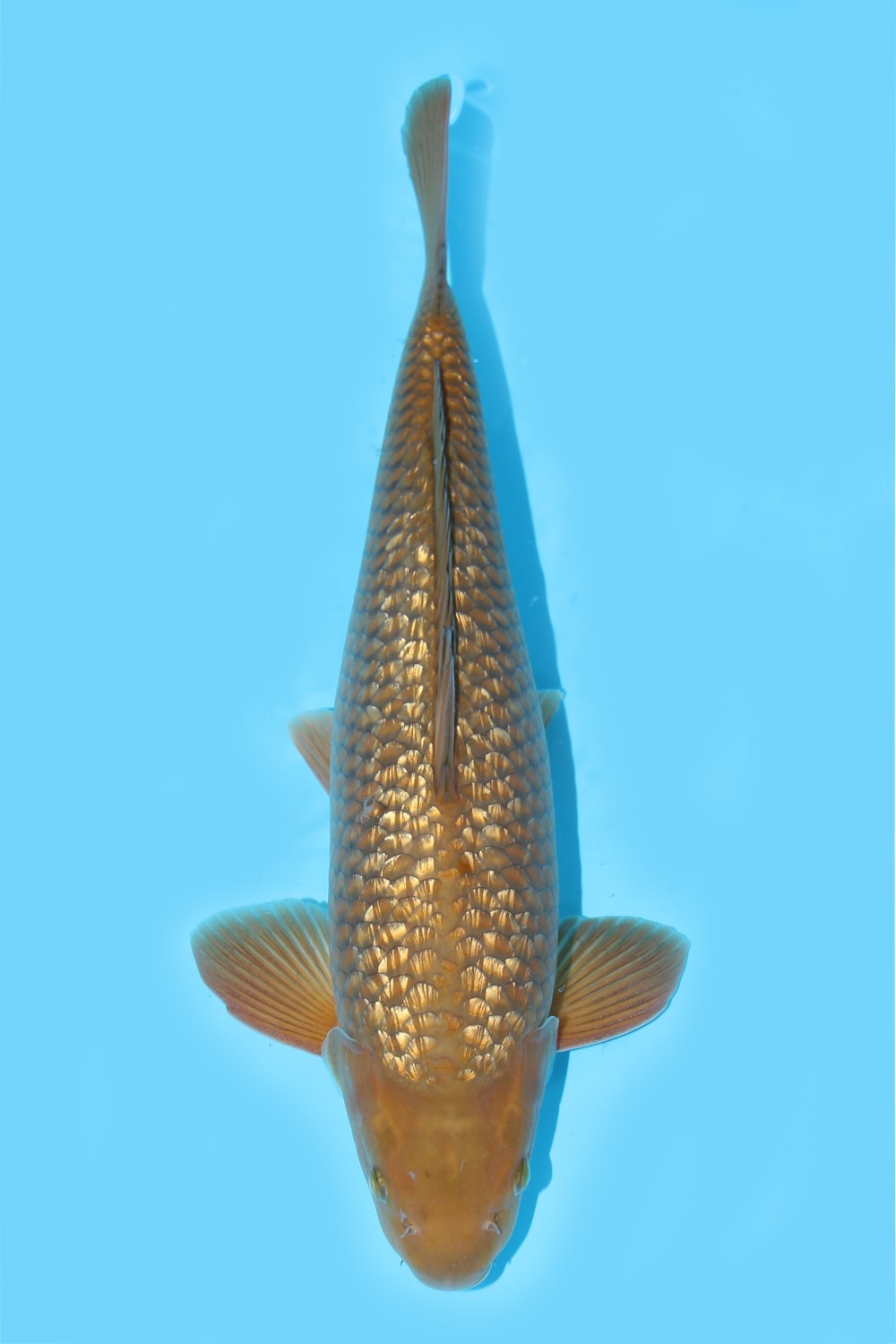 Juara 2