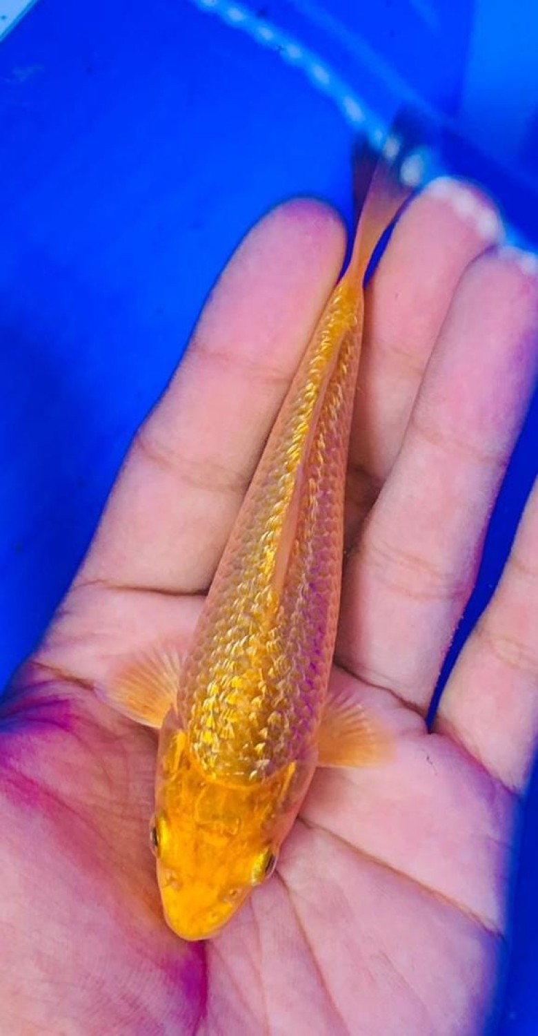 Juara 2
