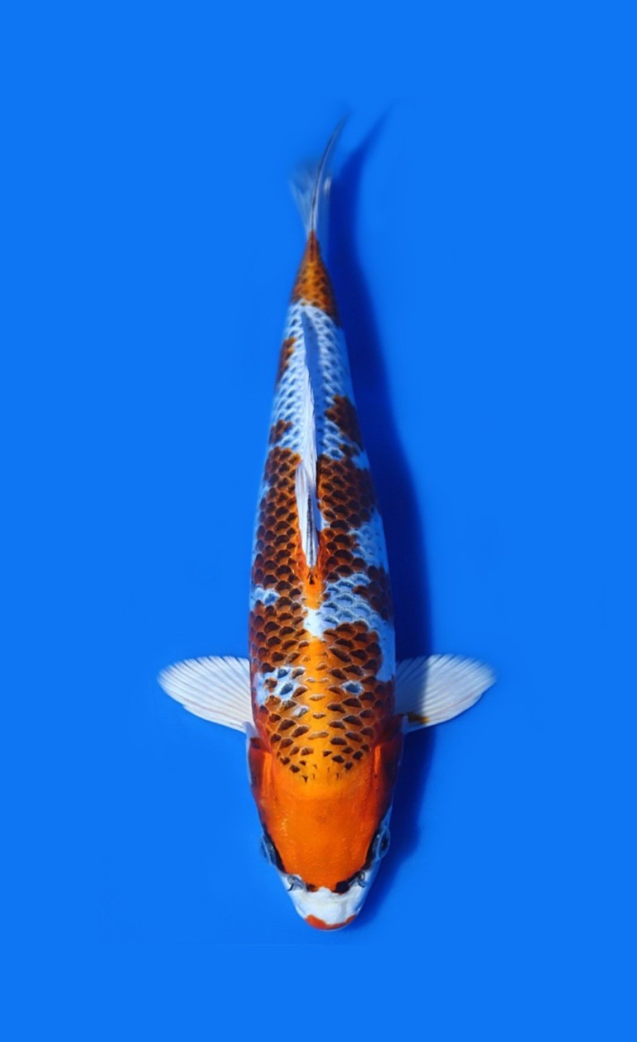 Juara 4