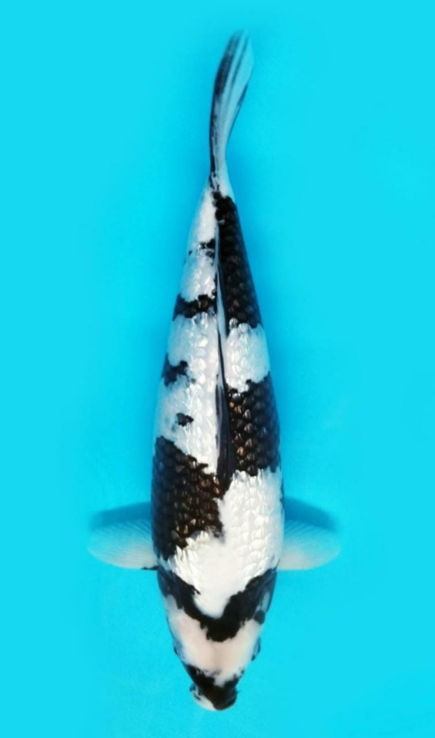 Juara 2