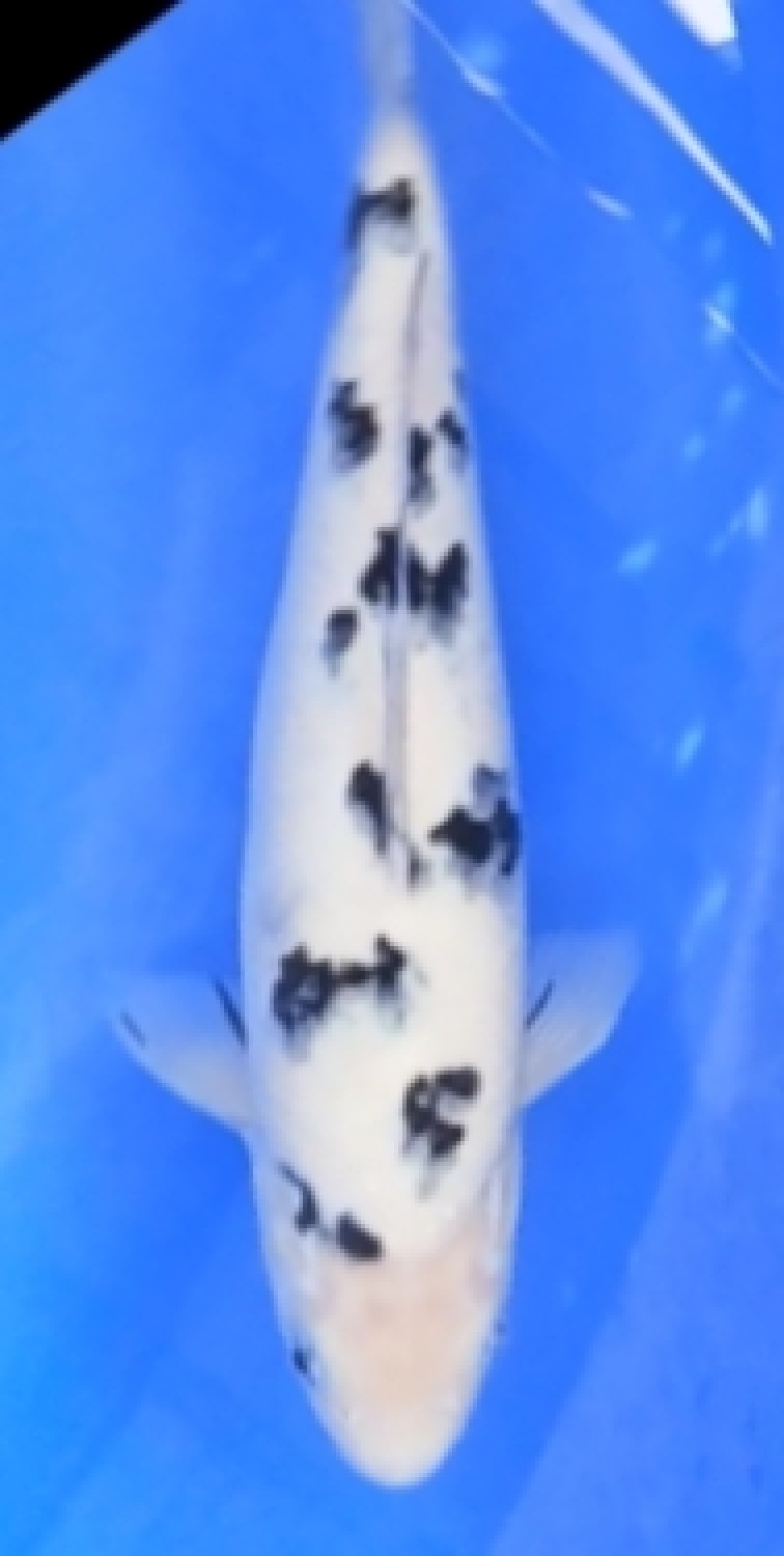 Juara 1