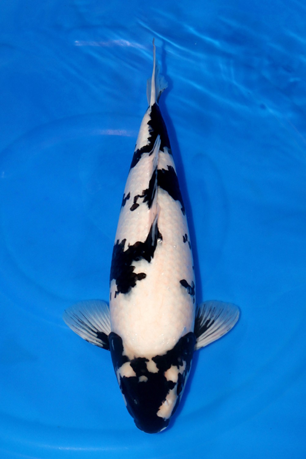 Best In Size B 51-55 Cm
