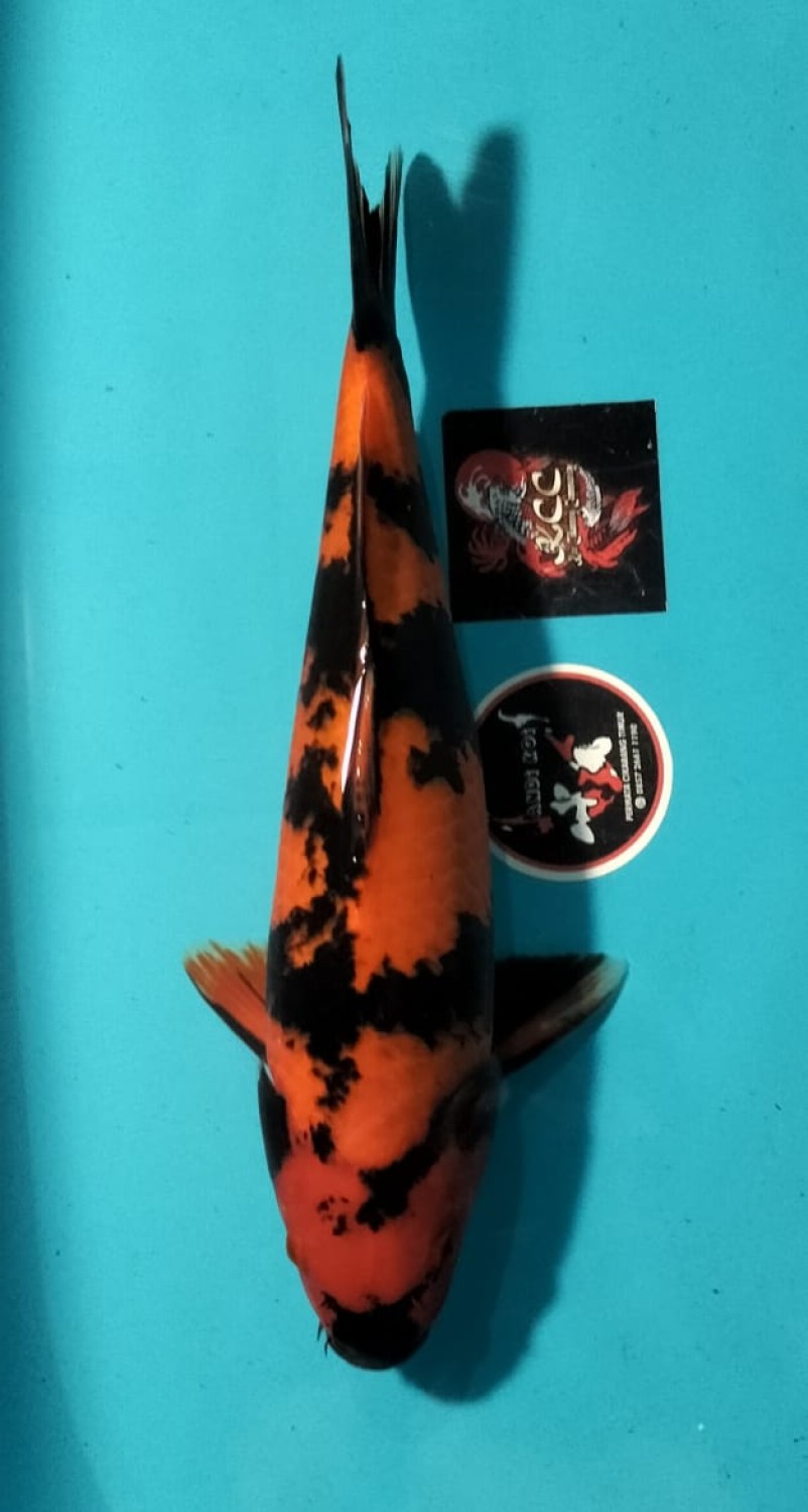 Juara 5