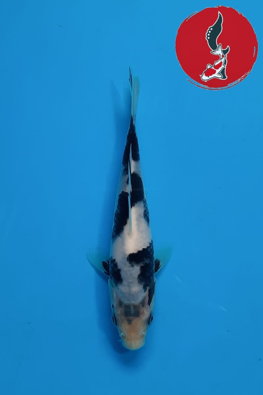 Juara 4
