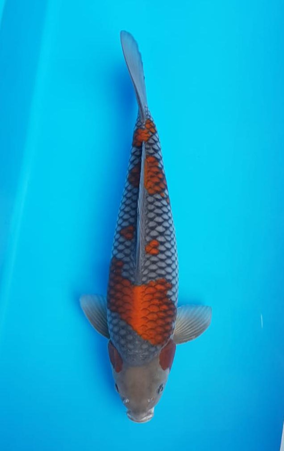 Juara 1