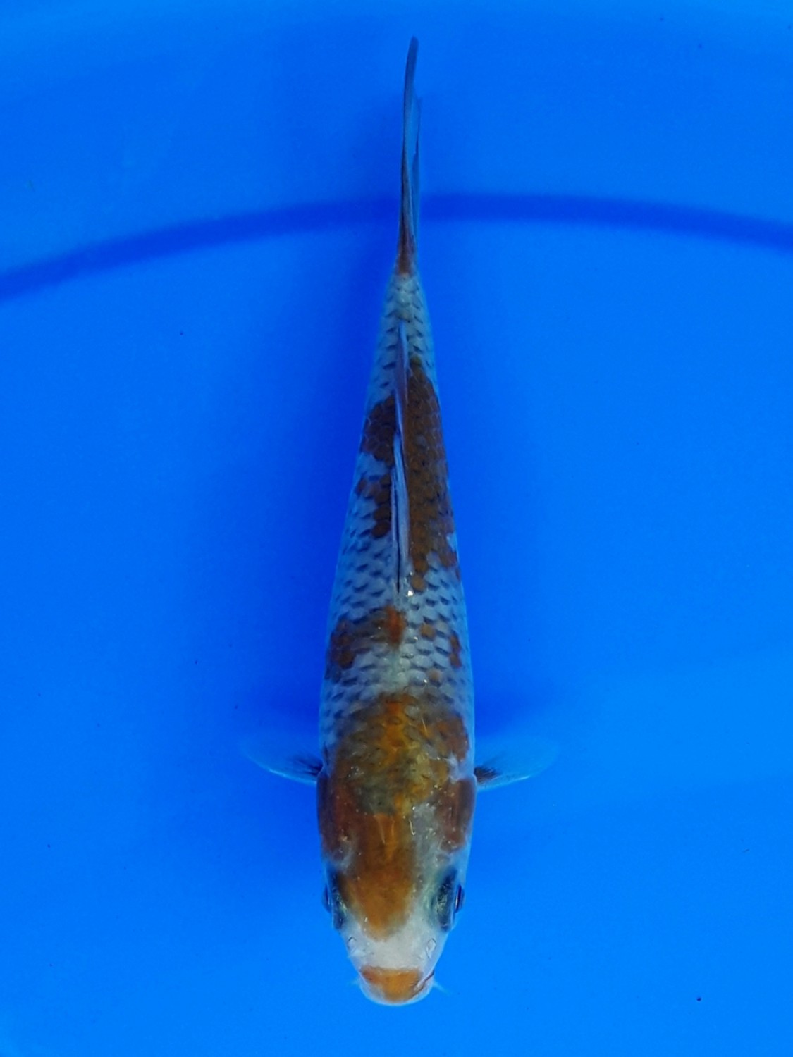 Juara 5