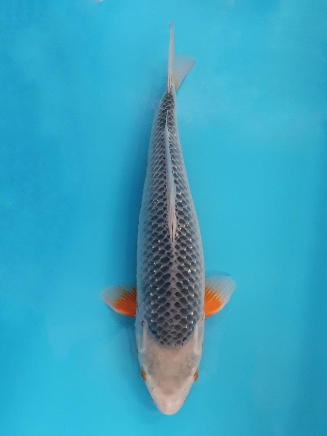Juara 1