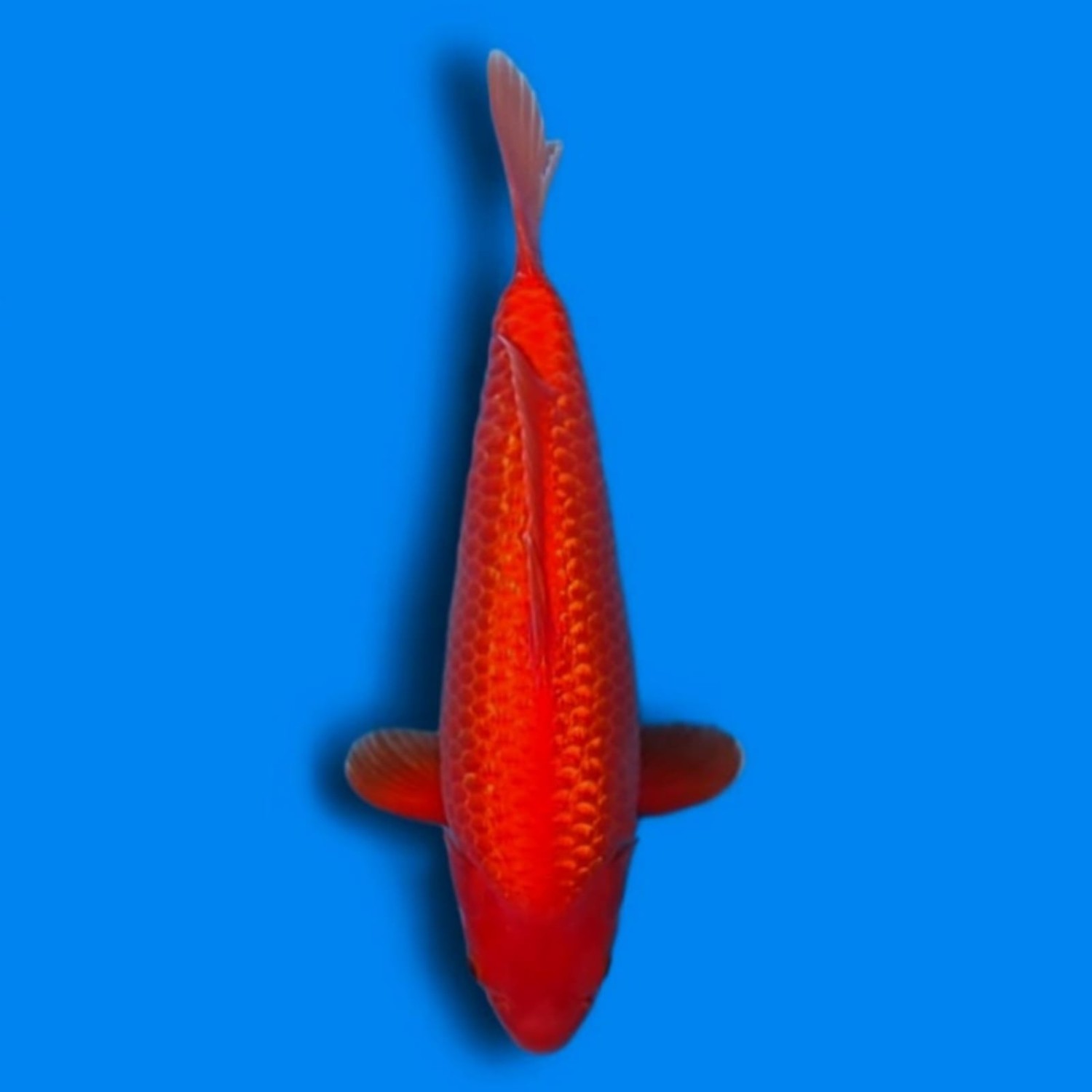 Best In Size E 41-45 Cm
