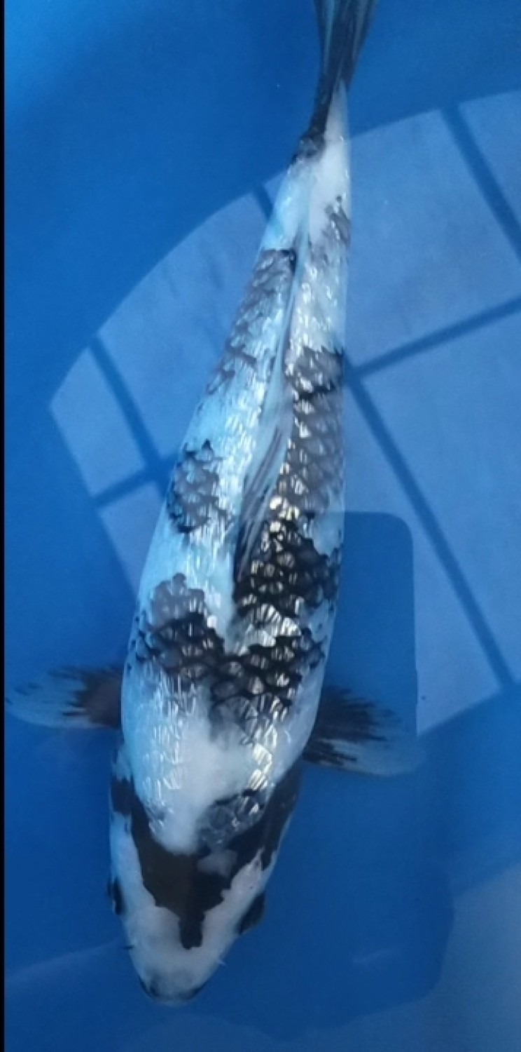 Juara 4