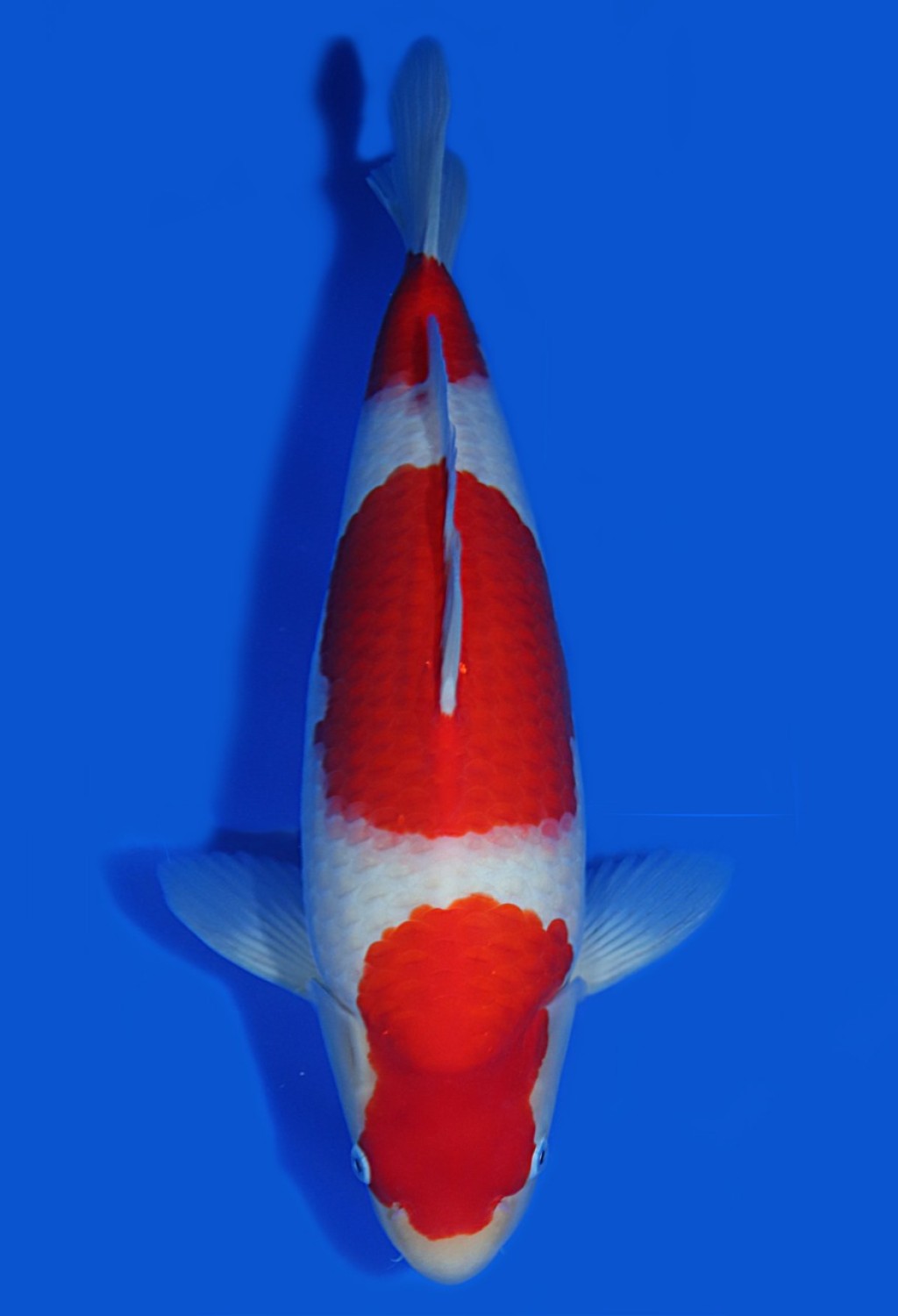 Juara 1